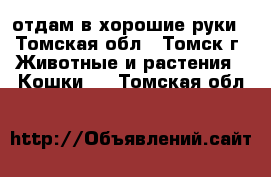 отдам в хорошие руки - Томская обл., Томск г. Животные и растения » Кошки   . Томская обл.